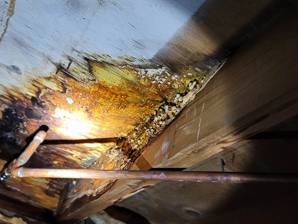 crawl space encapsulation and restoration services