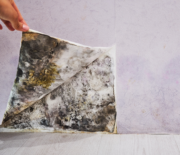 Professional Mold Removal & Remediation | Free Consultation